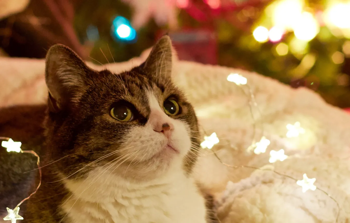 Photo wallpaper cat, look, holiday, New year, garland