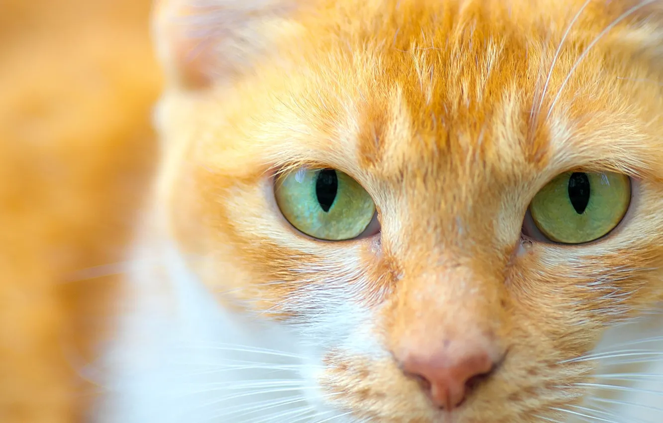 Photo wallpaper cat, eyes, cat, look, muzzle
