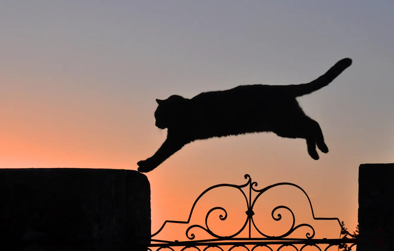 Photo wallpaper cat, cat, sunset, jump, silhouette