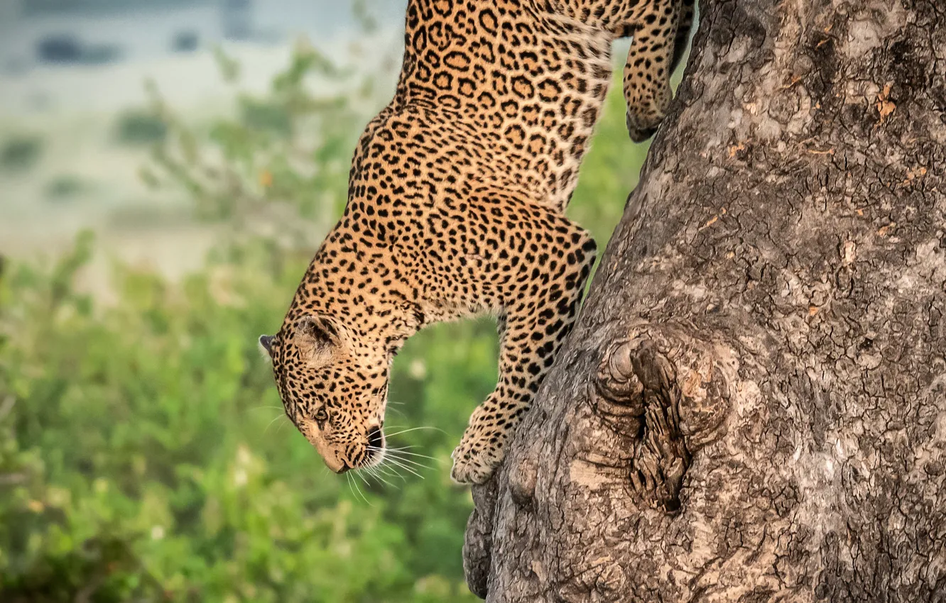 Photo wallpaper trees, predator, leopard
