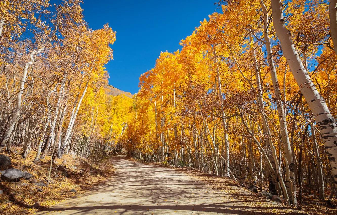 Photo wallpaper road, autumn, forest, the sky, trees, Park, blue, shadow