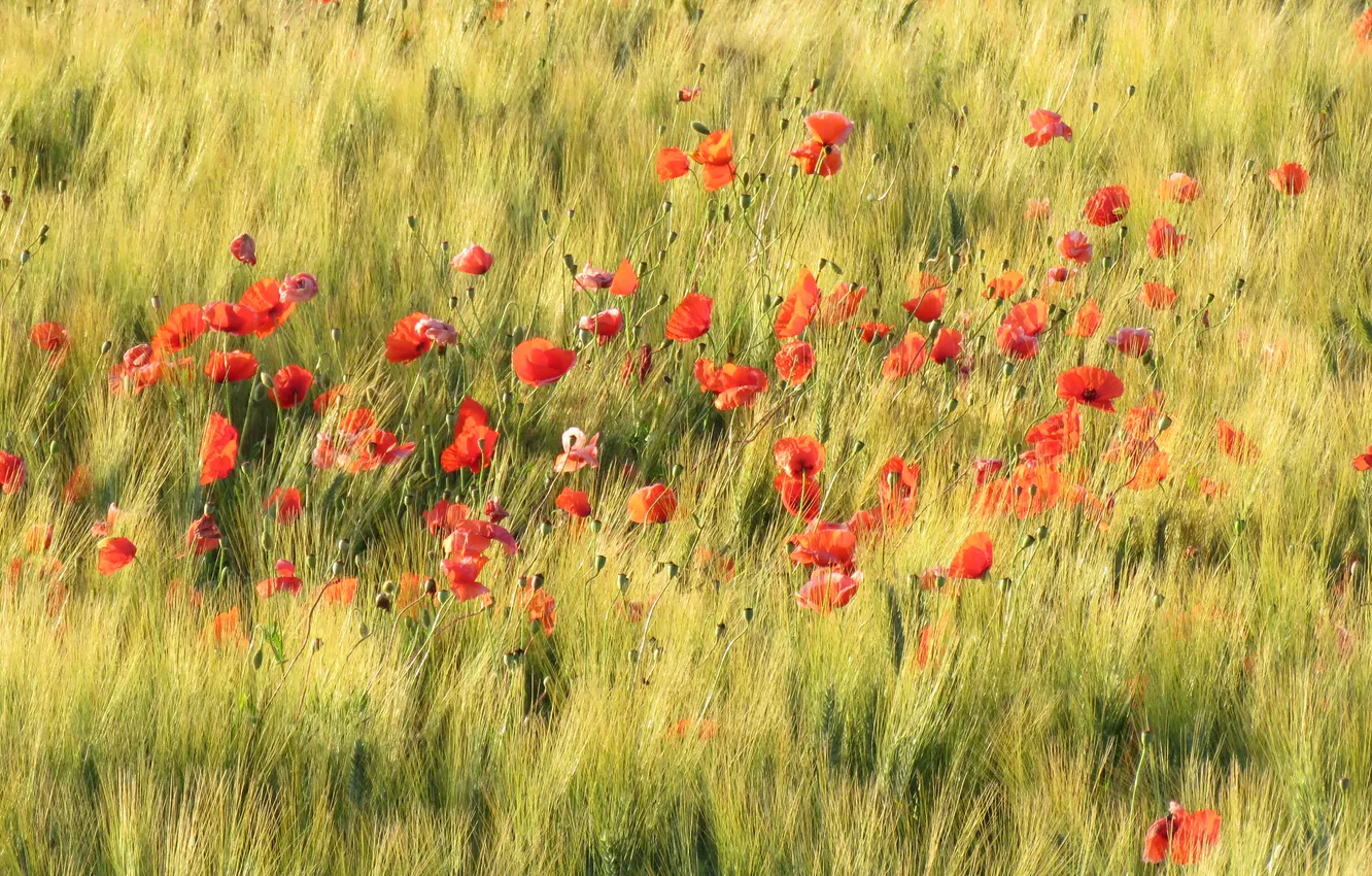Photo wallpaper summer, flowers, red, rye, Maki, meadow, ears, cereals