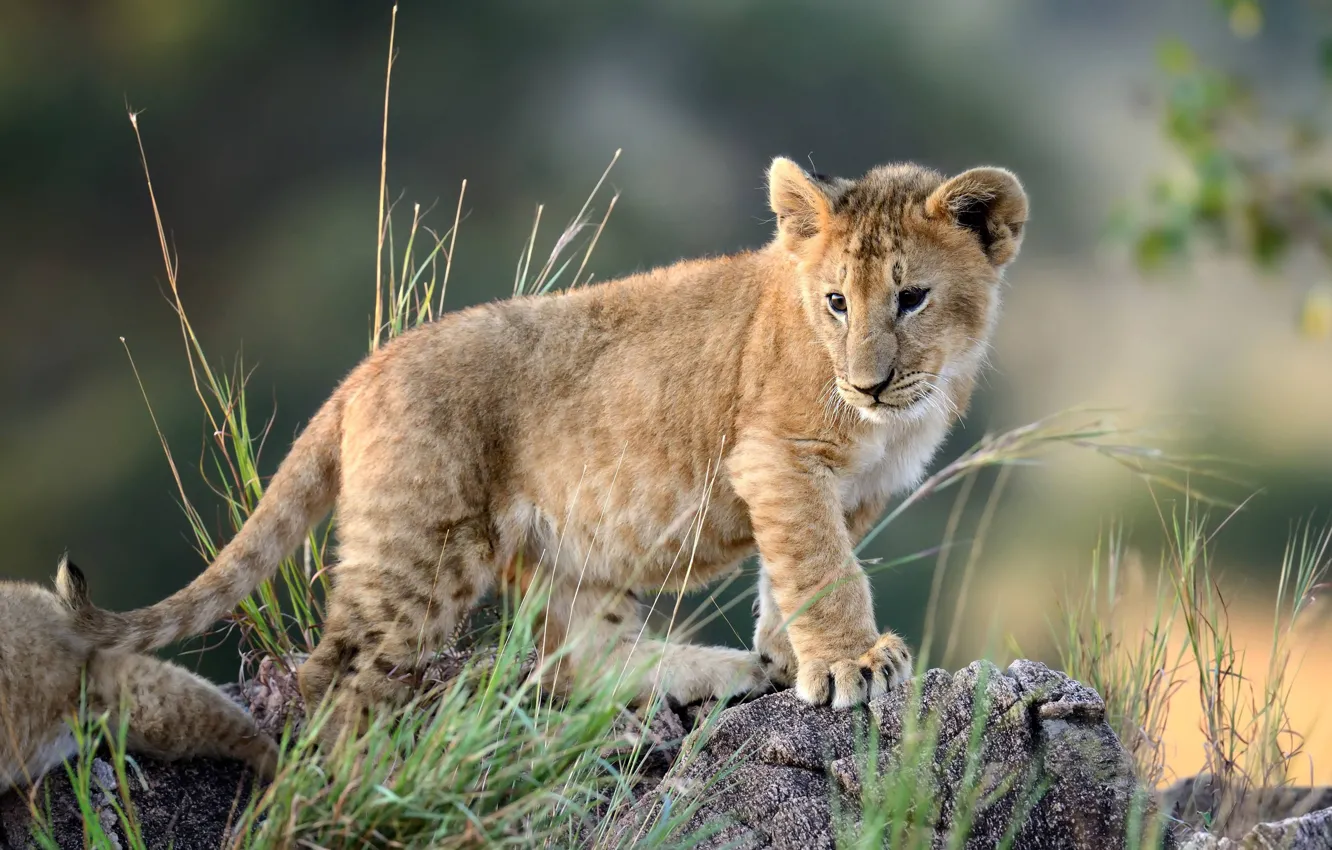 Photo wallpaper grass, look, pose, stones, lion
