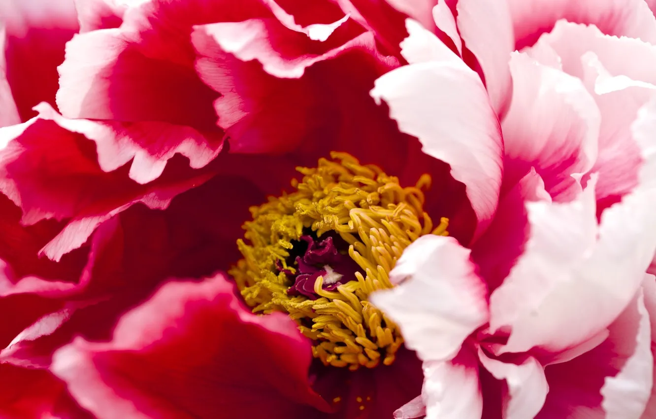 Photo wallpaper macro, flowers, petals, peonies