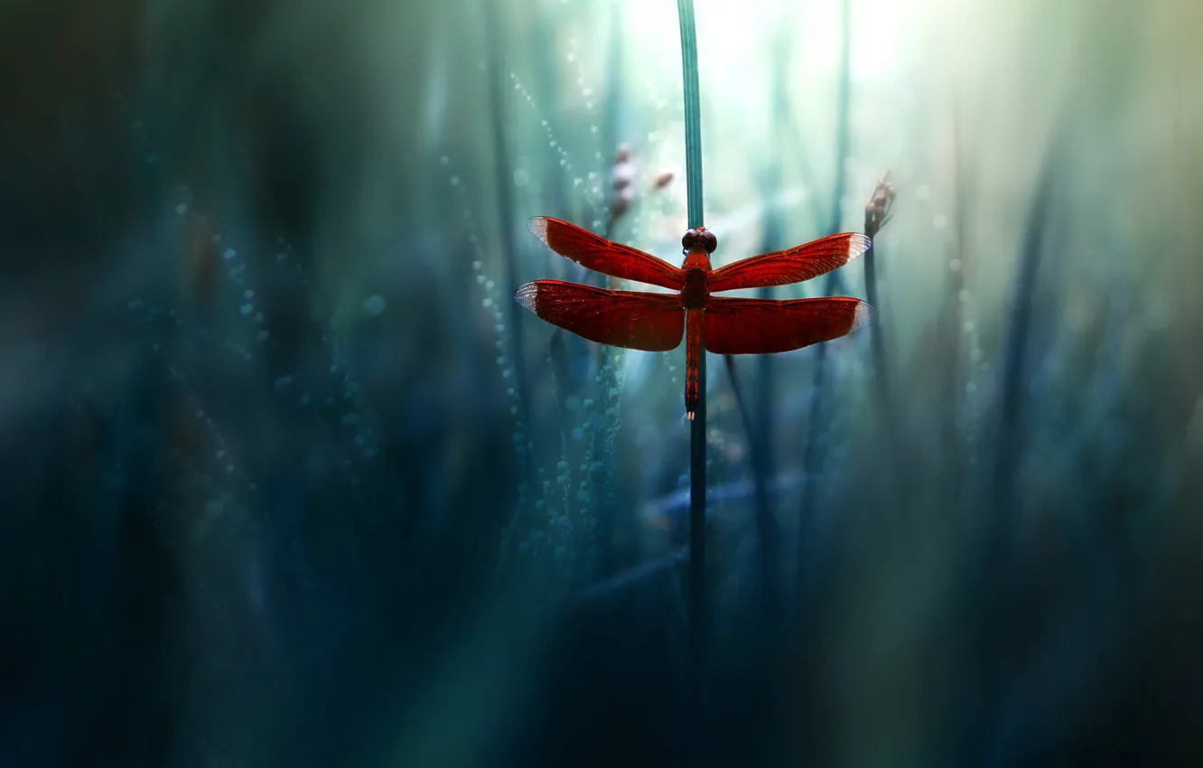 Photo wallpaper grass, macro, dragonfly, blue background, bokeh