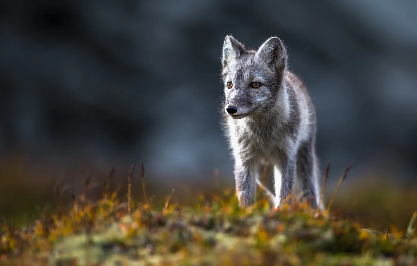 Photo wallpaper look, grey, glade, face, Fox, bokeh