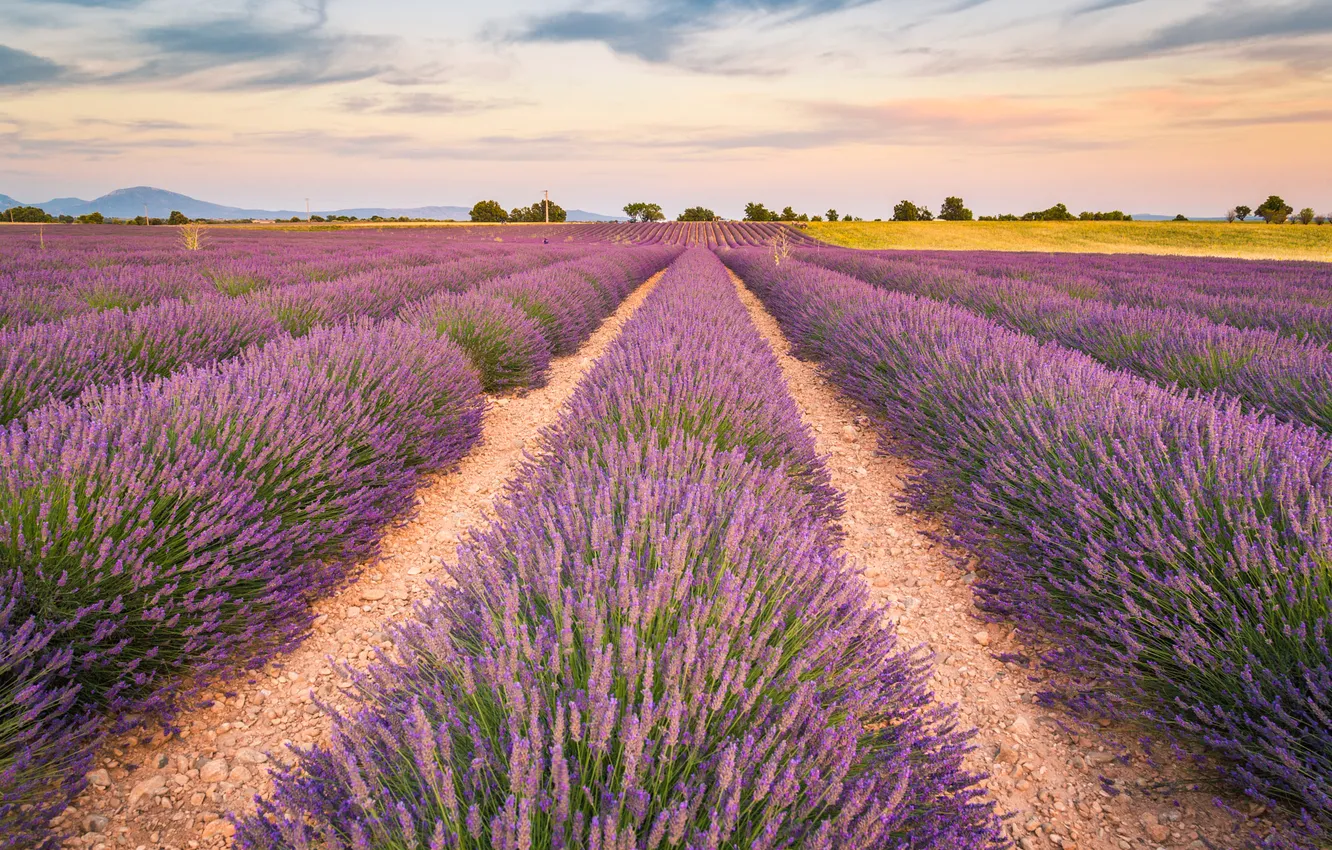 Photo wallpaper field, lavender, plantation, lavender field
