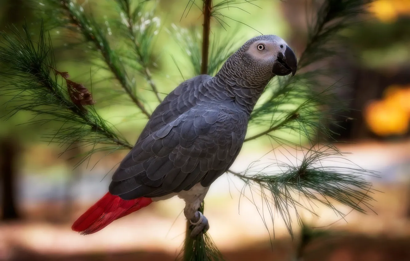 Photo wallpaper bird, branch, parrot, bokeh, Jaco