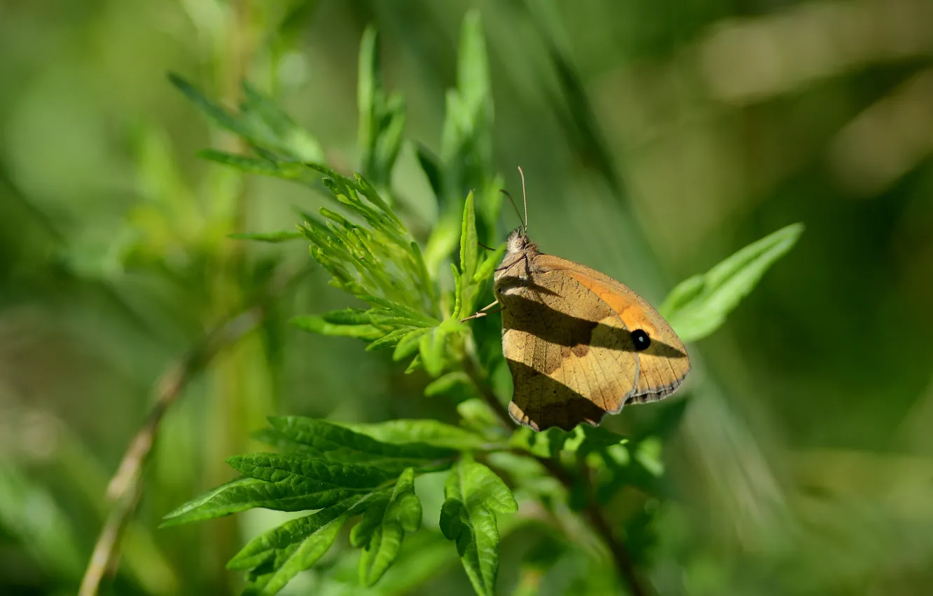 Photo wallpaper butterfly, plant, ox-eye