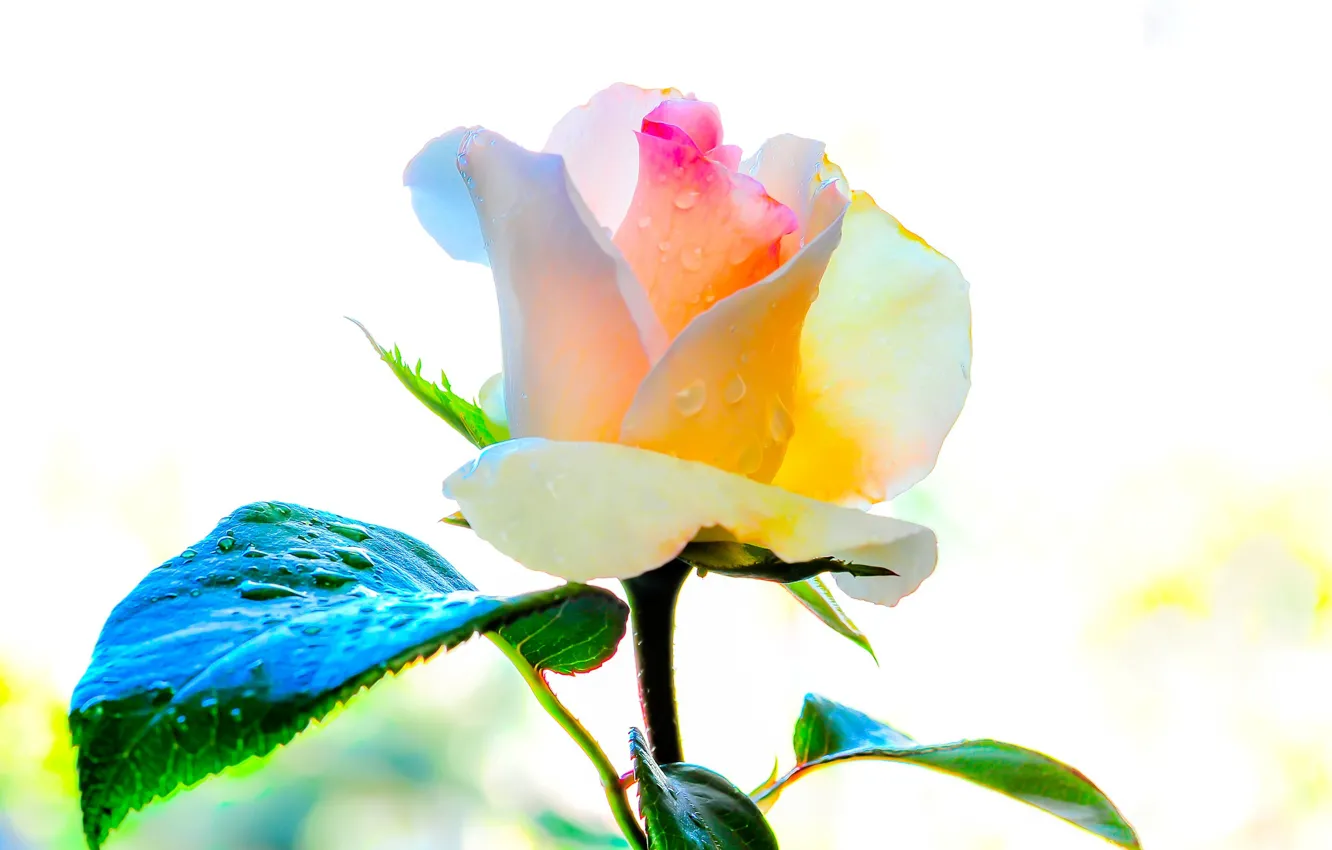 Photo wallpaper rose, petals, beautiful