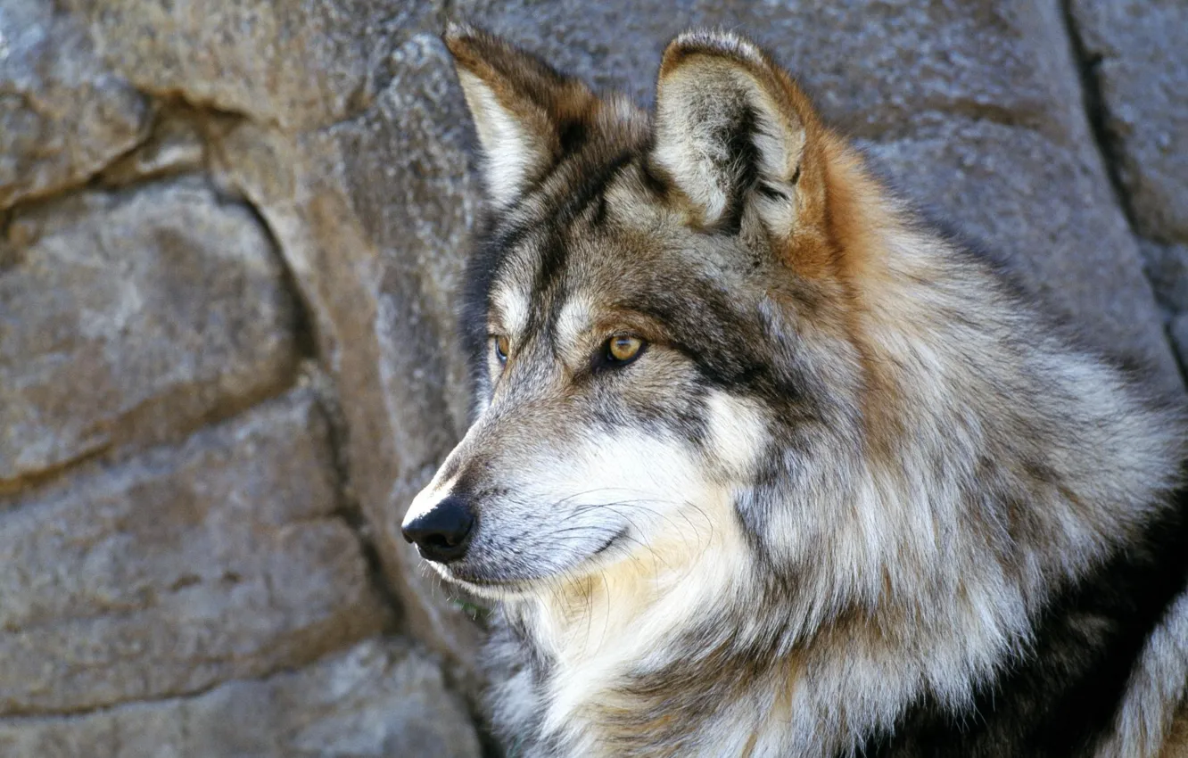 Photo wallpaper stones, grey, wolf