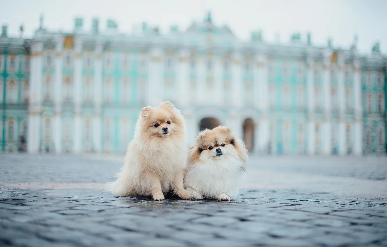 Photo wallpaper look, pose, dog, face, Spitz