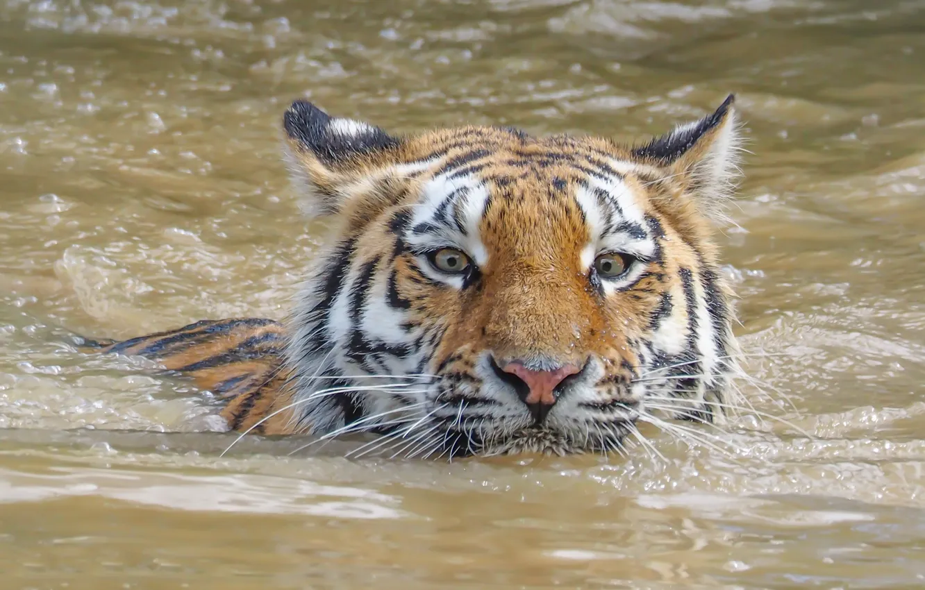 Photo wallpaper look, face, water, tiger, swimmer, wild cat