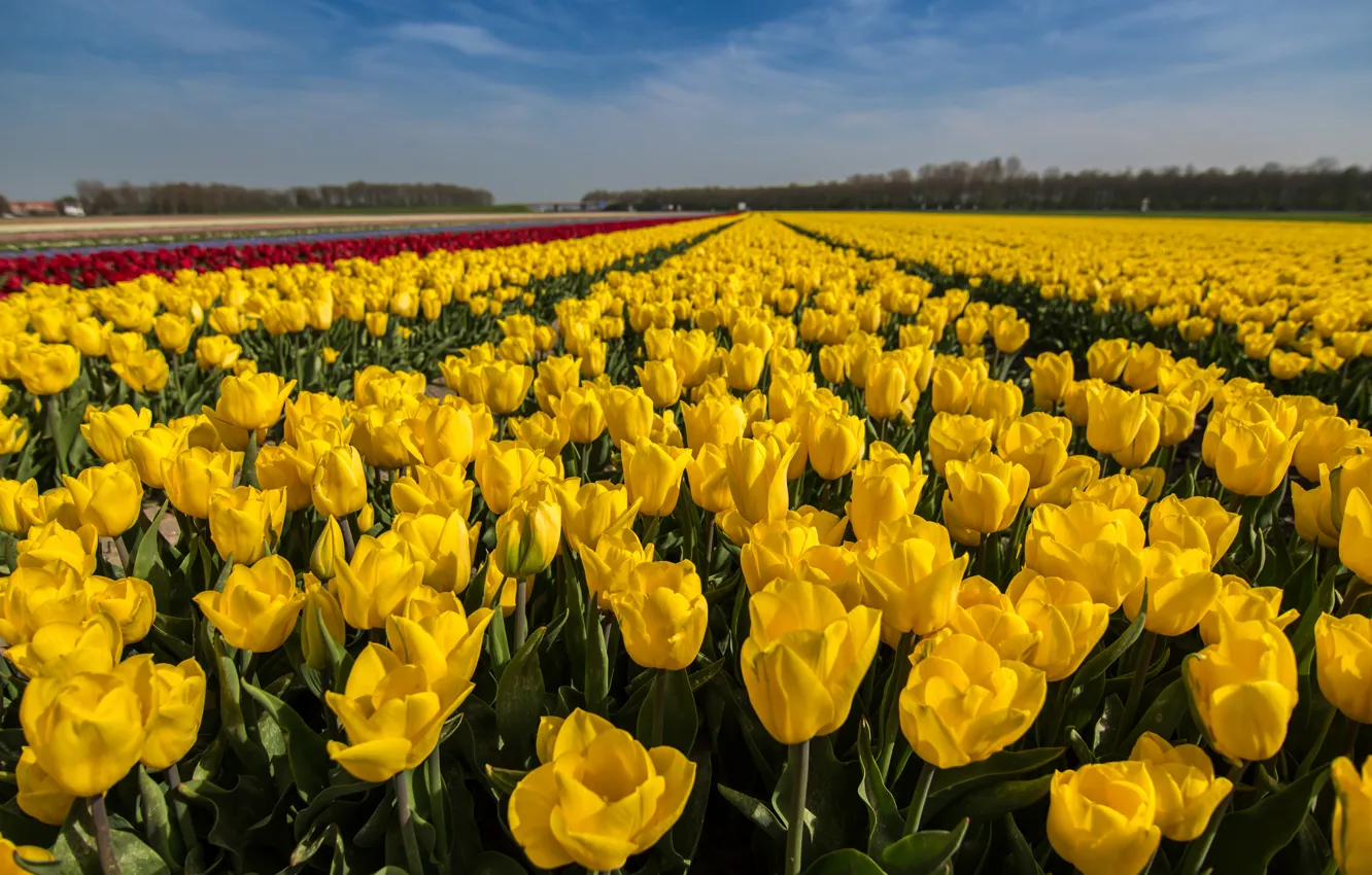Photo wallpaper the sky, flowers, yellow, strip, blue, bright, spring, horizon