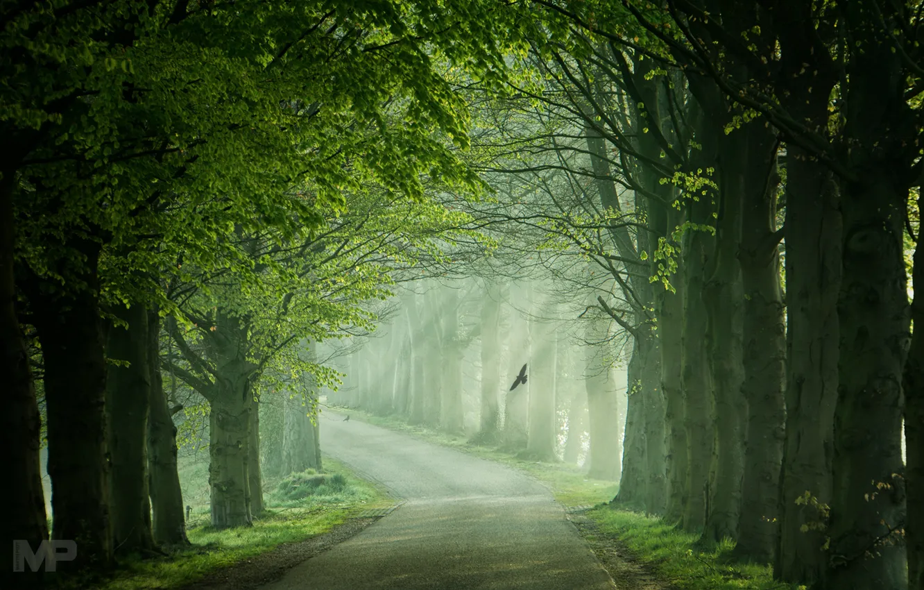 Photo wallpaper road, light, trees, bird, spring