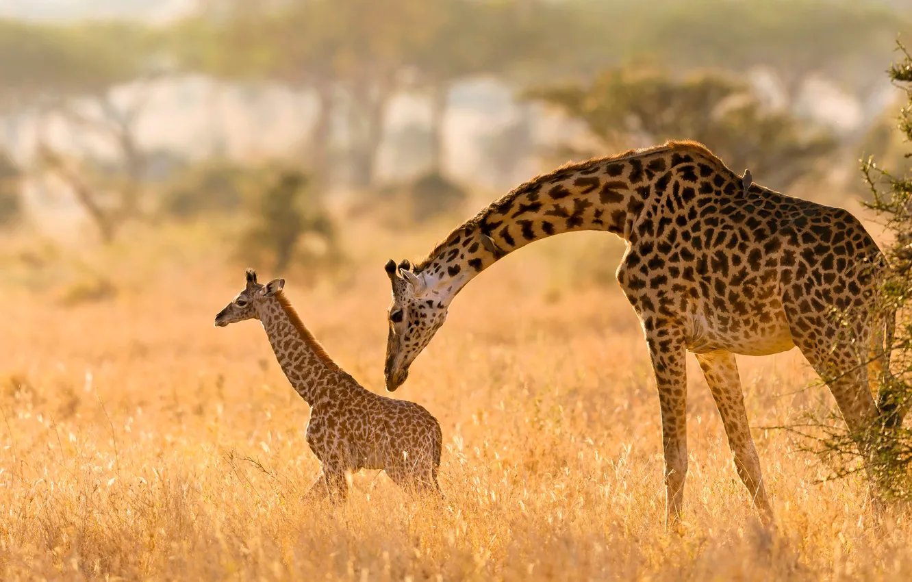 Photo wallpaper field, light, pose, baby, giraffe, pair, giraffes, cub