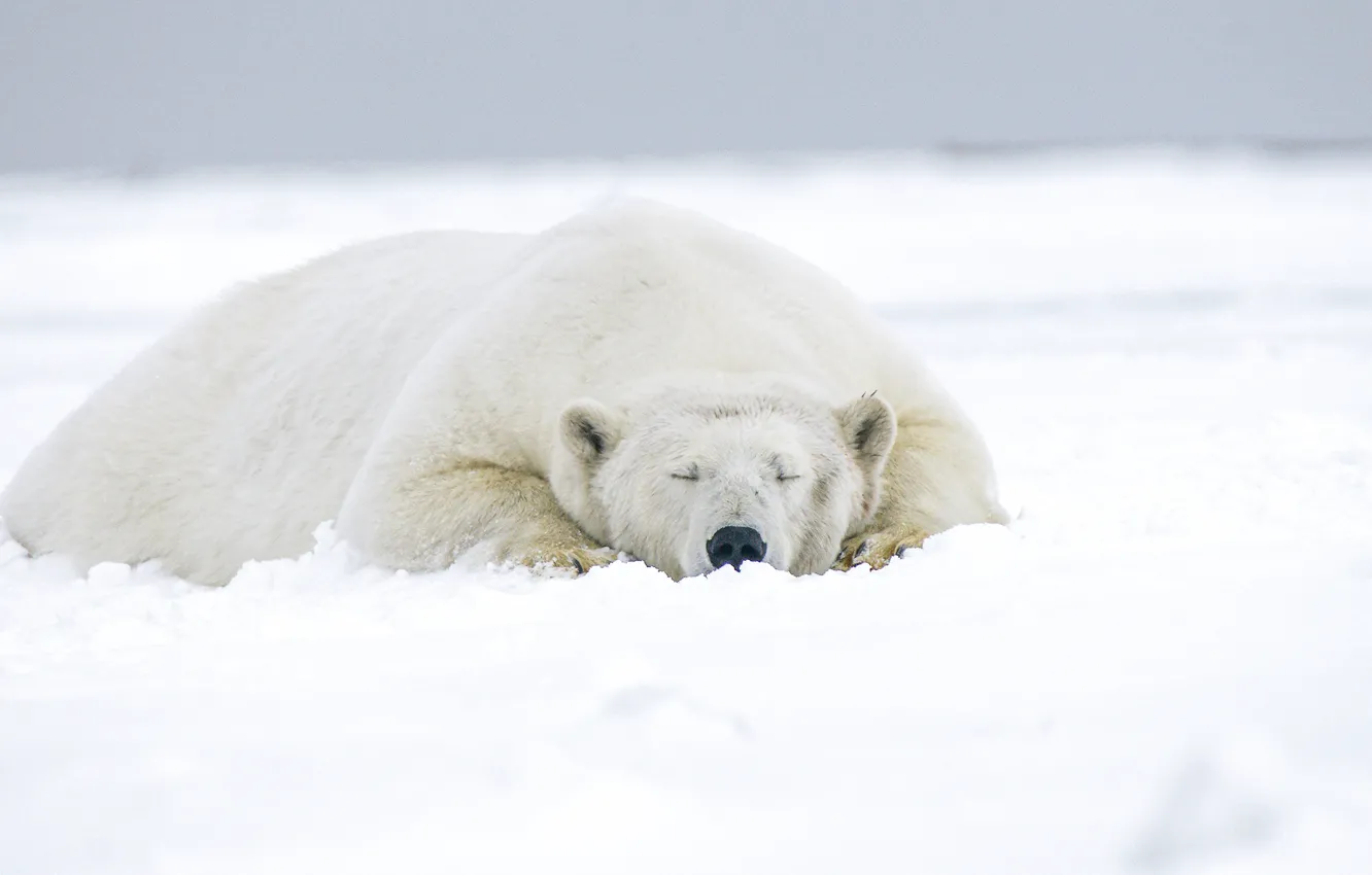 Photo wallpaper winter, white, face, snow, nature, pose, stay, sleep