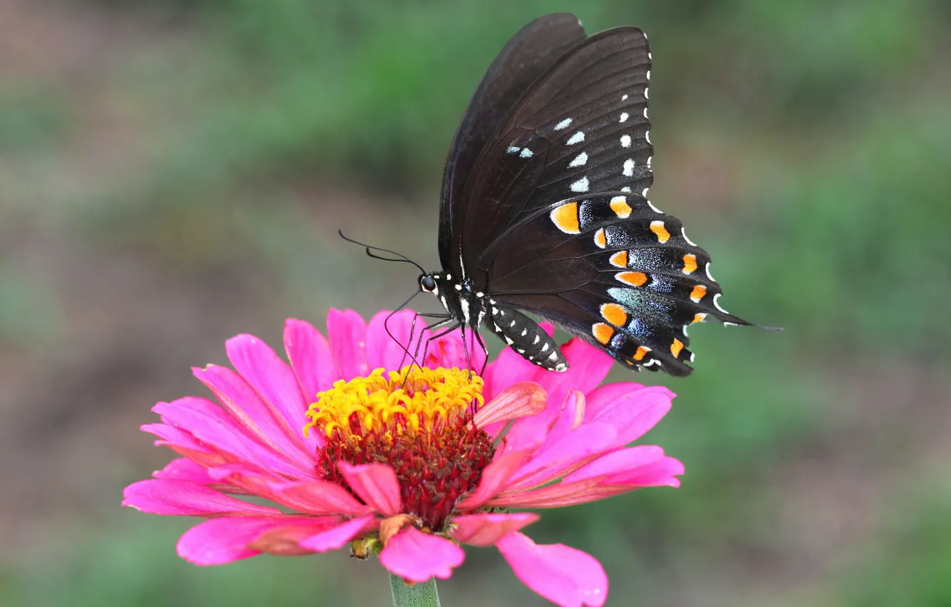 Photo wallpaper flower, nature, butterfly, wings, petals, insect, moth