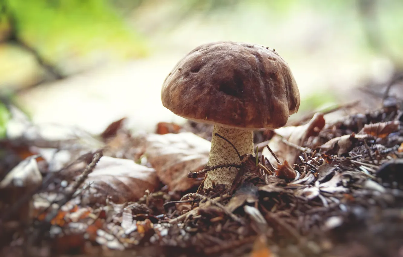 Photo wallpaper autumn, nature, mushrooms