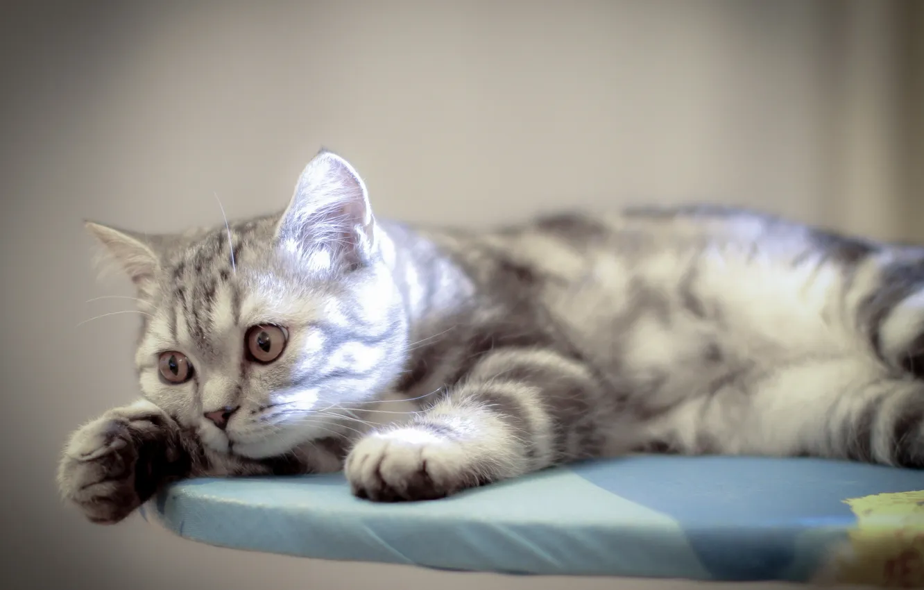 Photo wallpaper cat, look, background