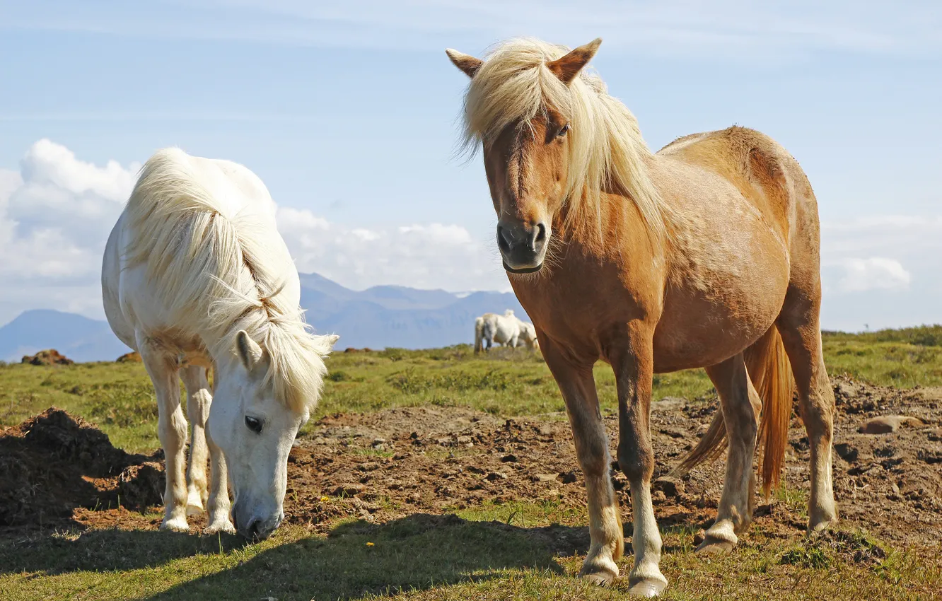 Photo wallpaper horses, horse, pasture