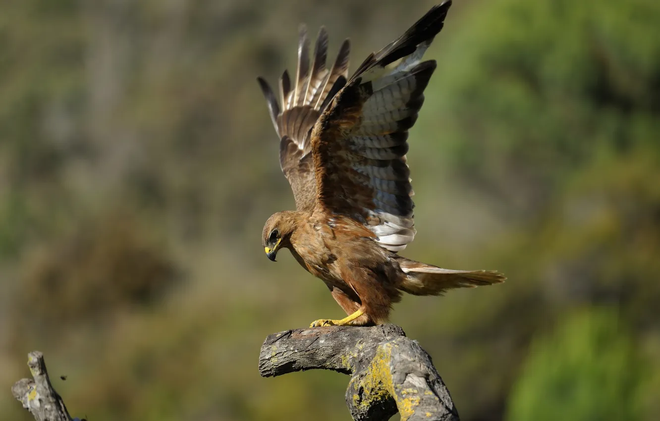 Photo wallpaper bird, wings, branch, feathers, beak