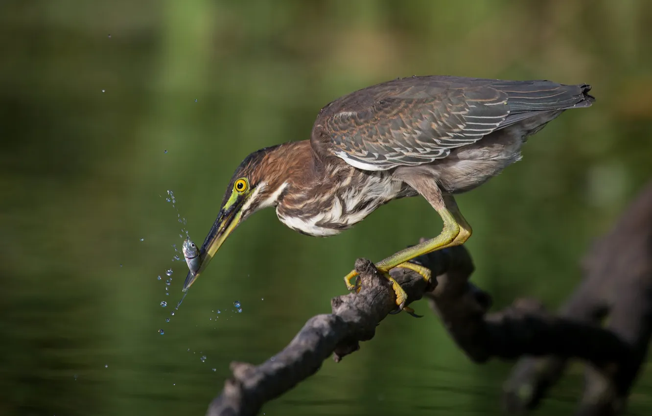 Photo wallpaper water, fish, branches, bird, beak
