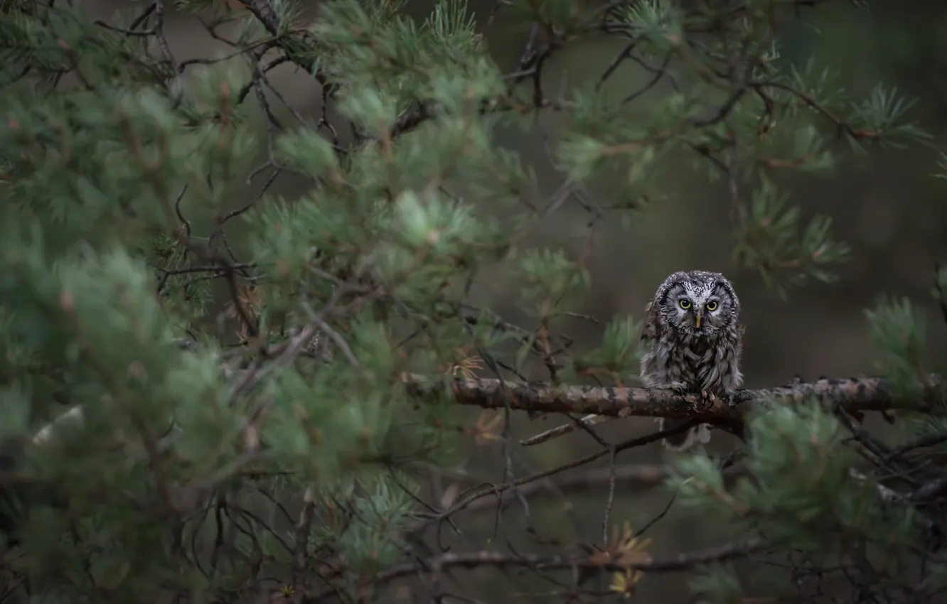 Photo wallpaper trees, branches, owl, yellow eyes, looking