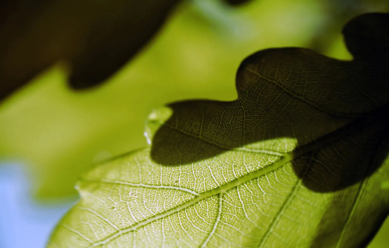 Photo wallpaper leaves, macro, light, 2560x1600