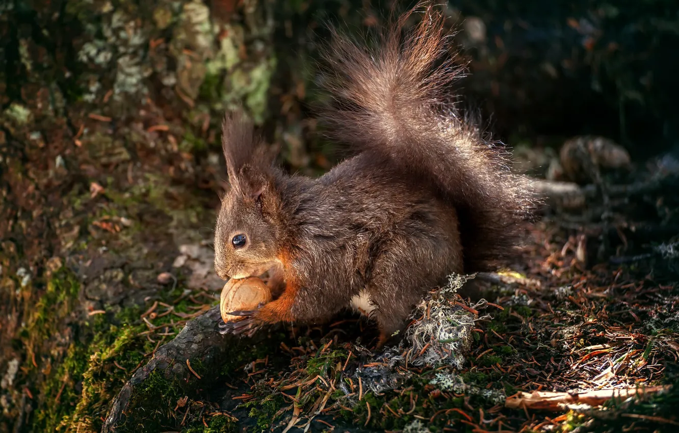 Photo wallpaper nature, protein, nuts