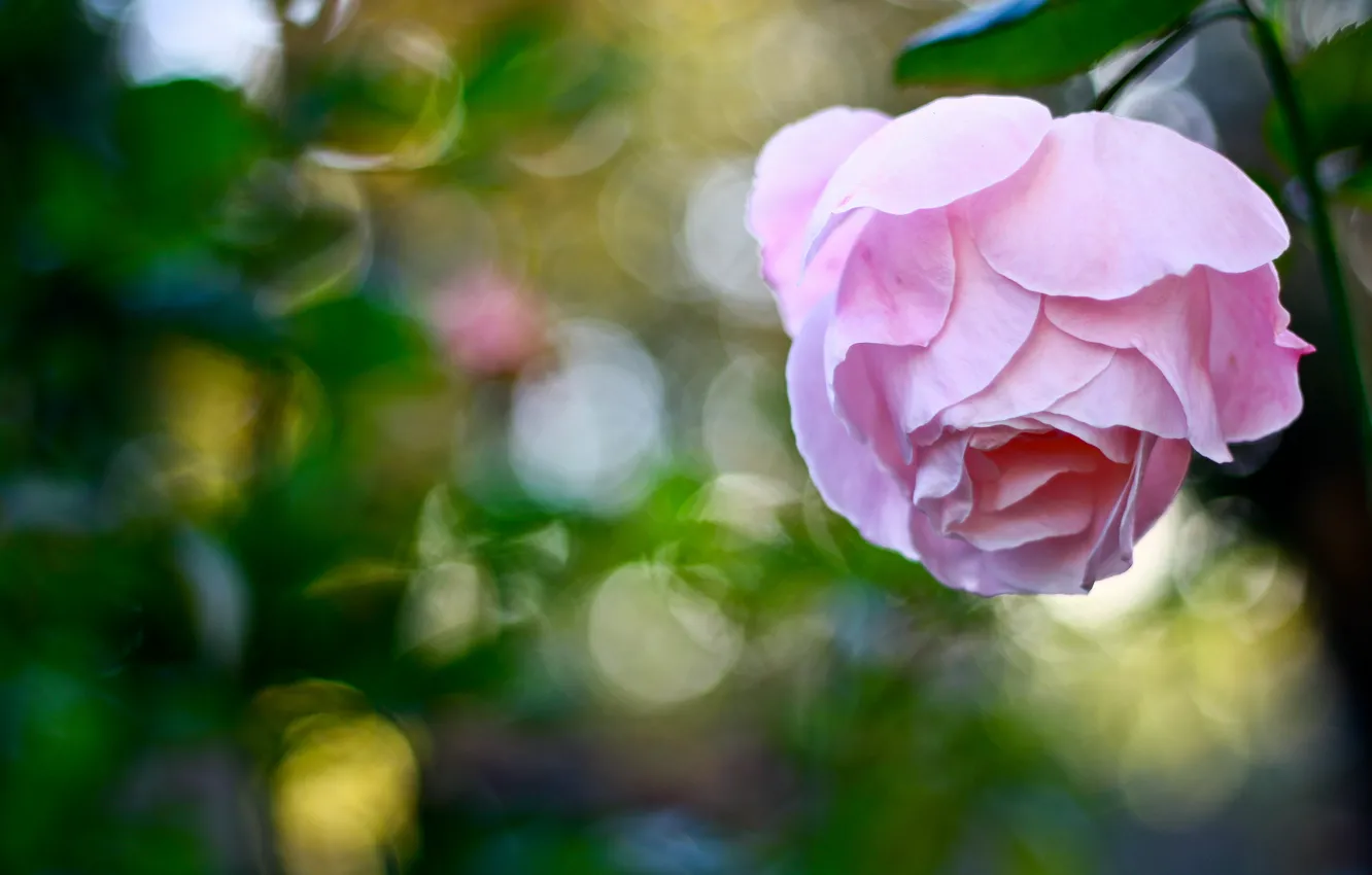 Photo wallpaper flower, glare, pink, rose