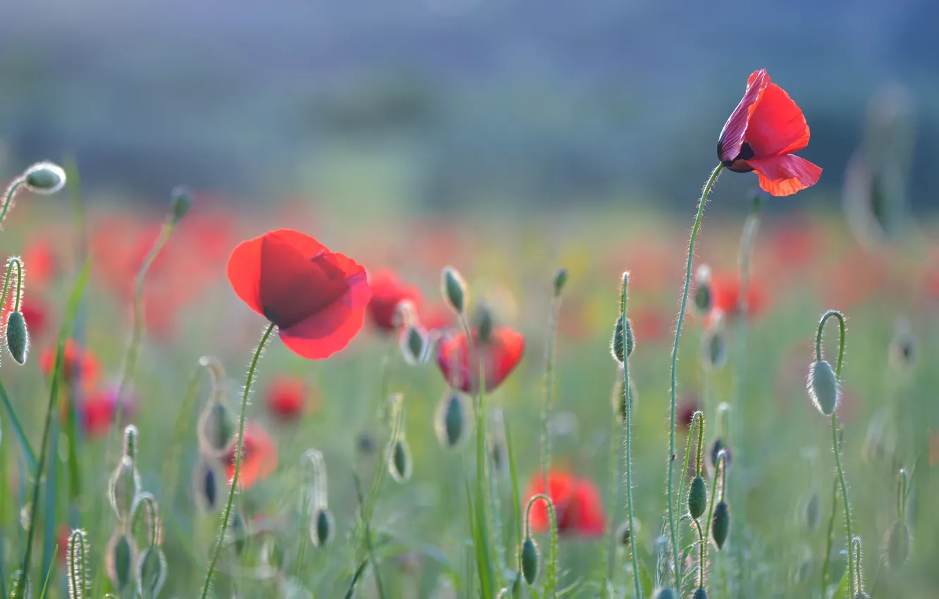 Photo wallpaper flowers, nature, Maki