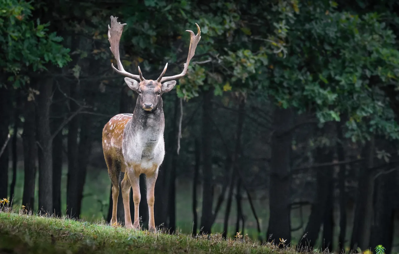 Photo wallpaper forest, nature, animal, deer