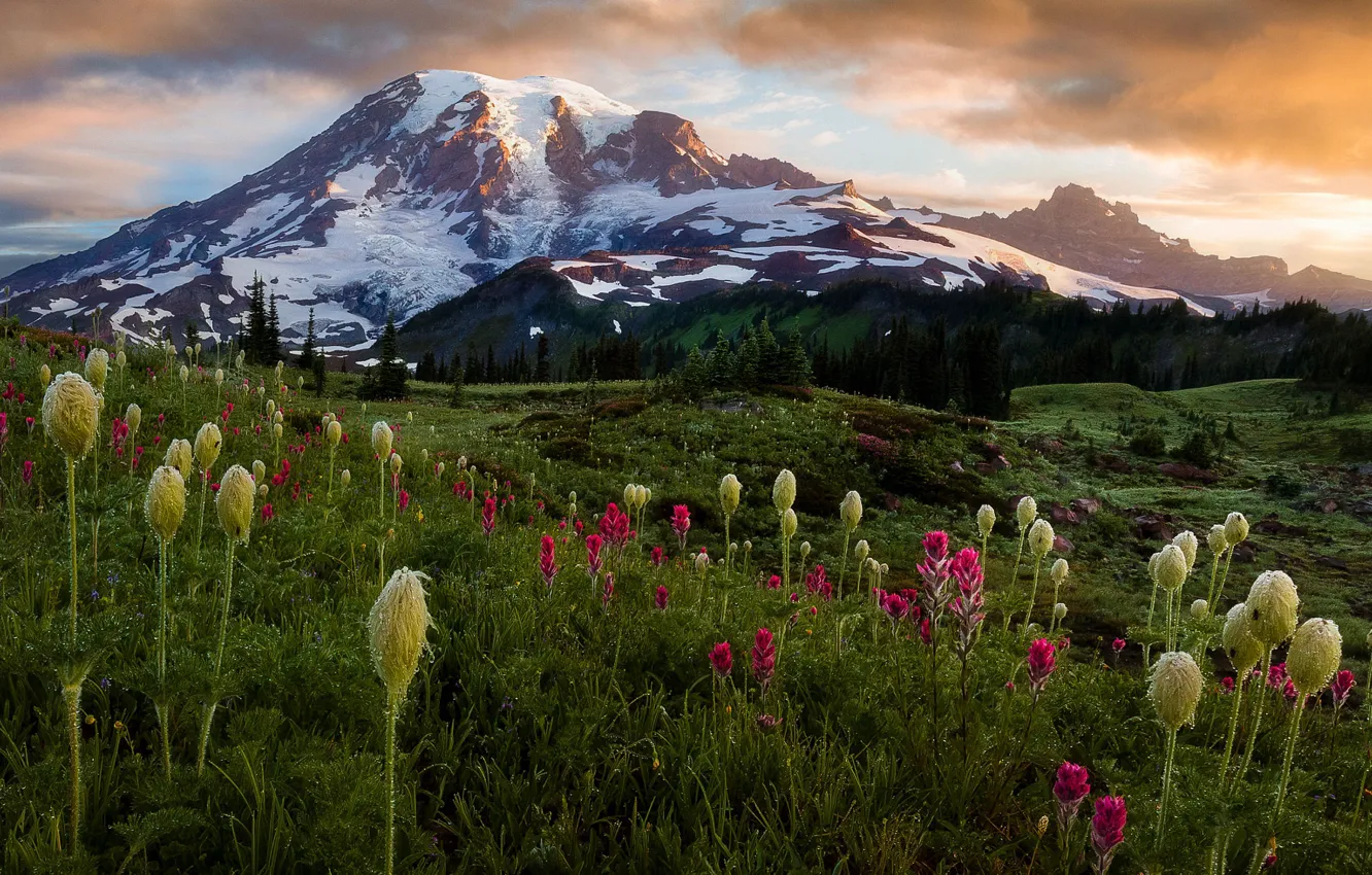 Photo wallpaper flowers, mountains, Doug Shearer