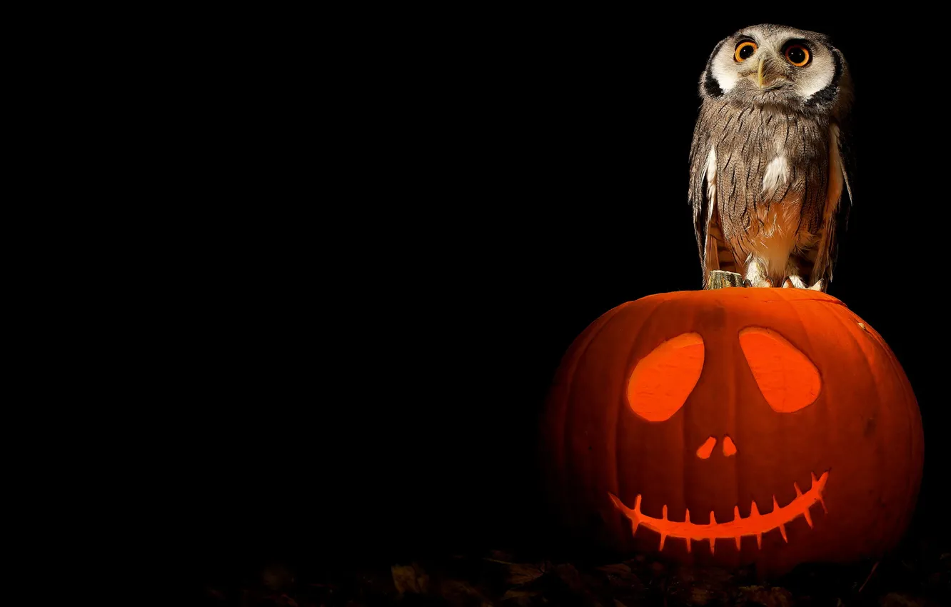 Photo wallpaper Halloween, art, pumpkin, owl