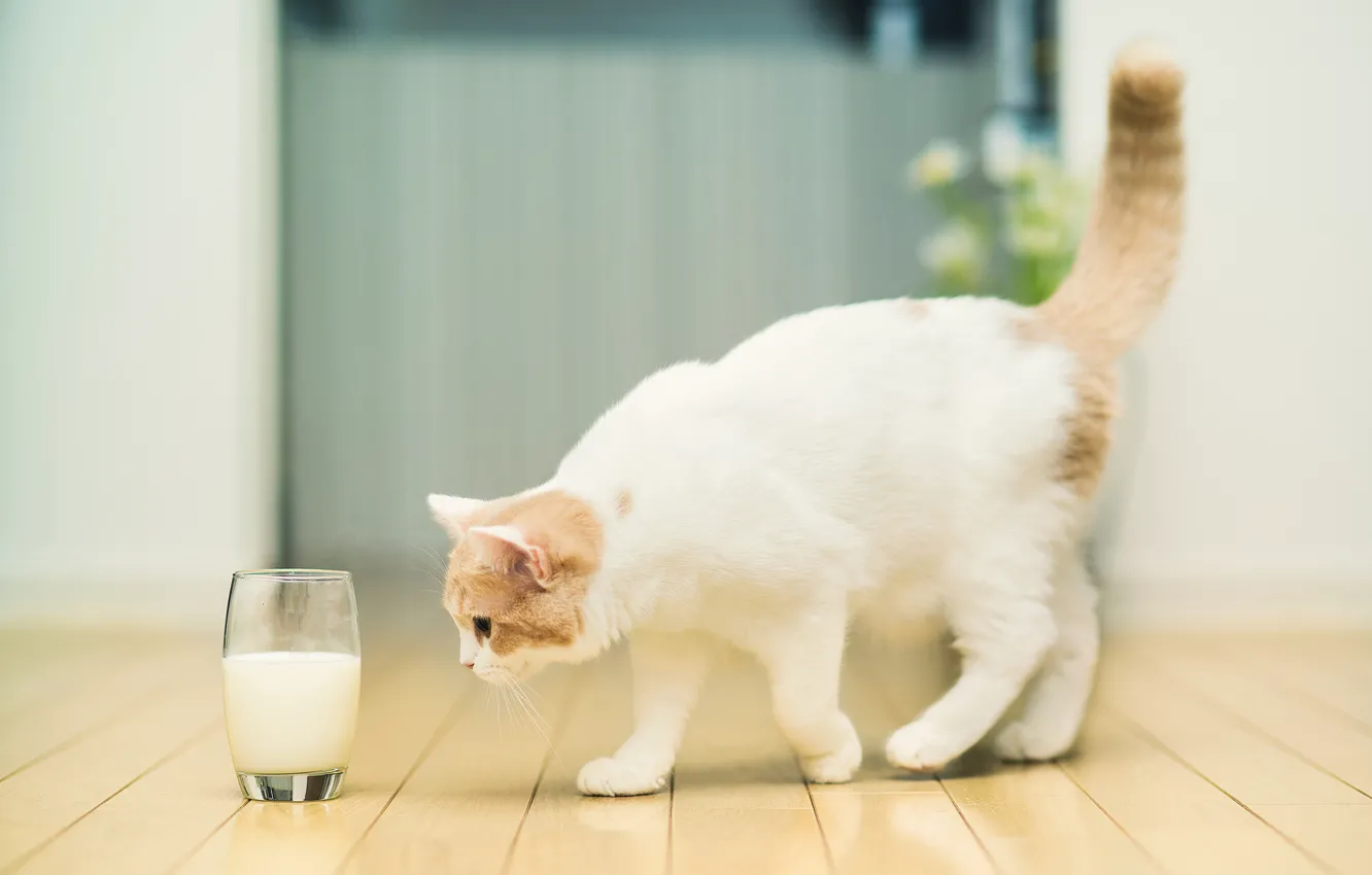 Photo wallpaper cat, glass, milk, © Ben Torode, Hannah