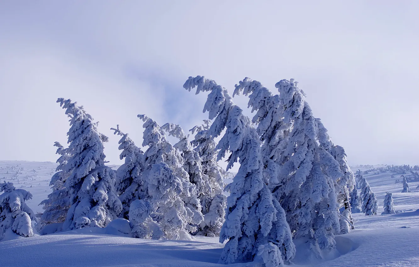 Photo wallpaper winter, forest, light, in the snow, tilt, the snow, herringbone, bent