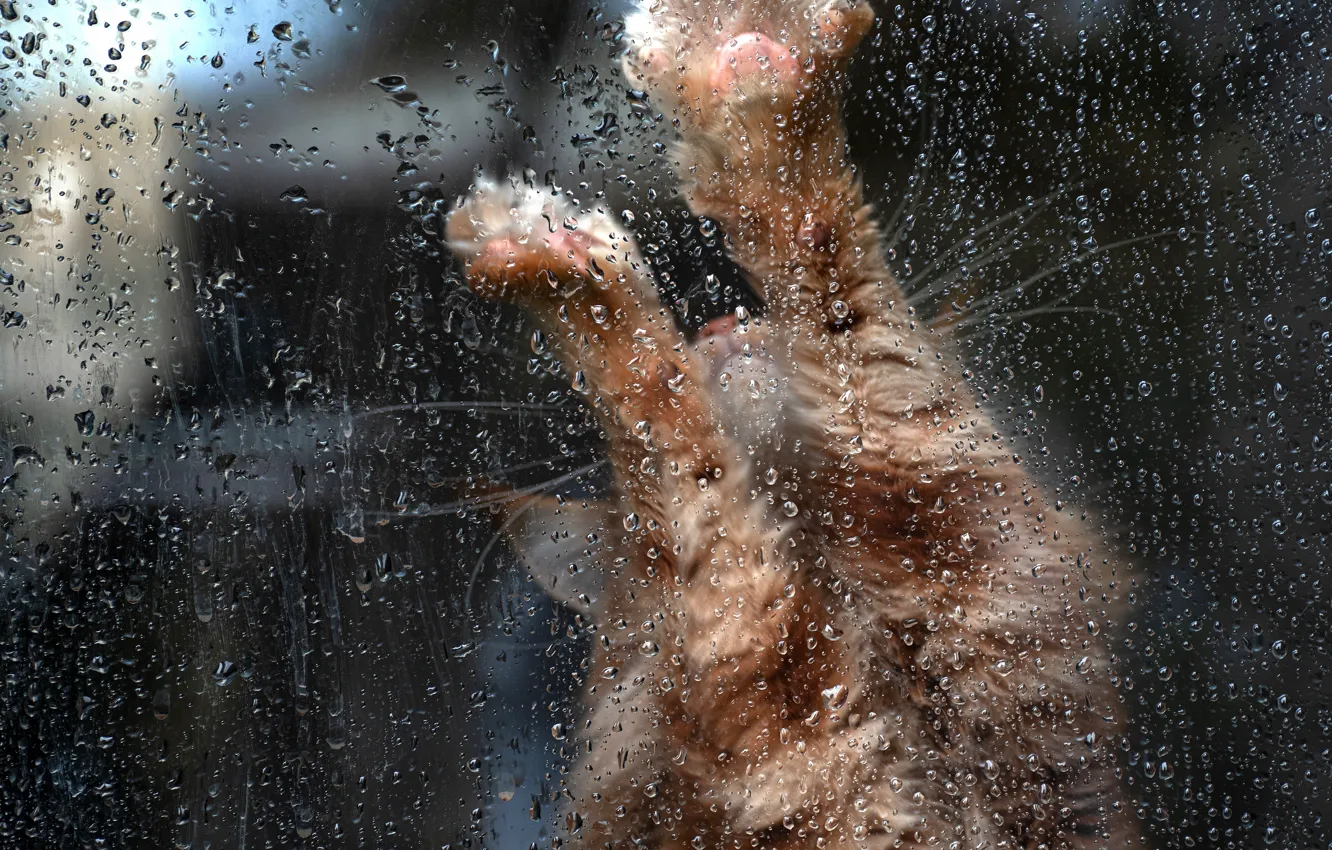 Photo wallpaper cat, cat, glass, drops, pose, rain, paws, window