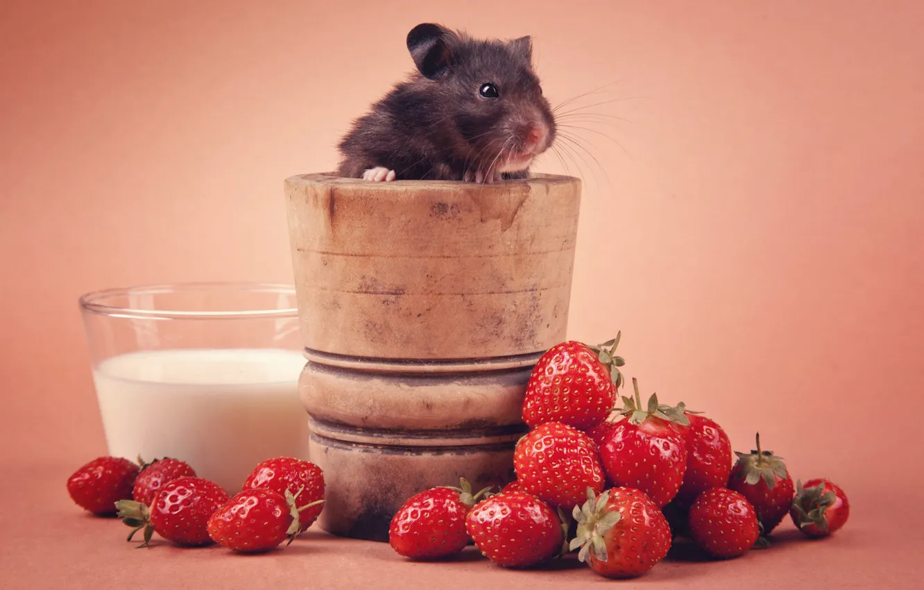 Photo wallpaper pose, mouse, still life, mouse, muzzle, rat