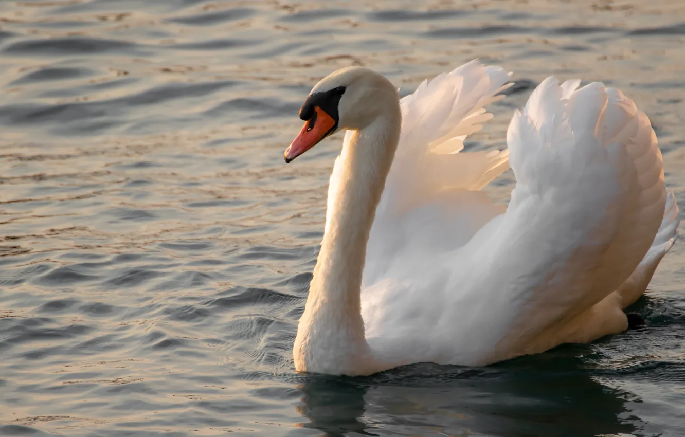 Photo wallpaper white, bird, Swan, pond