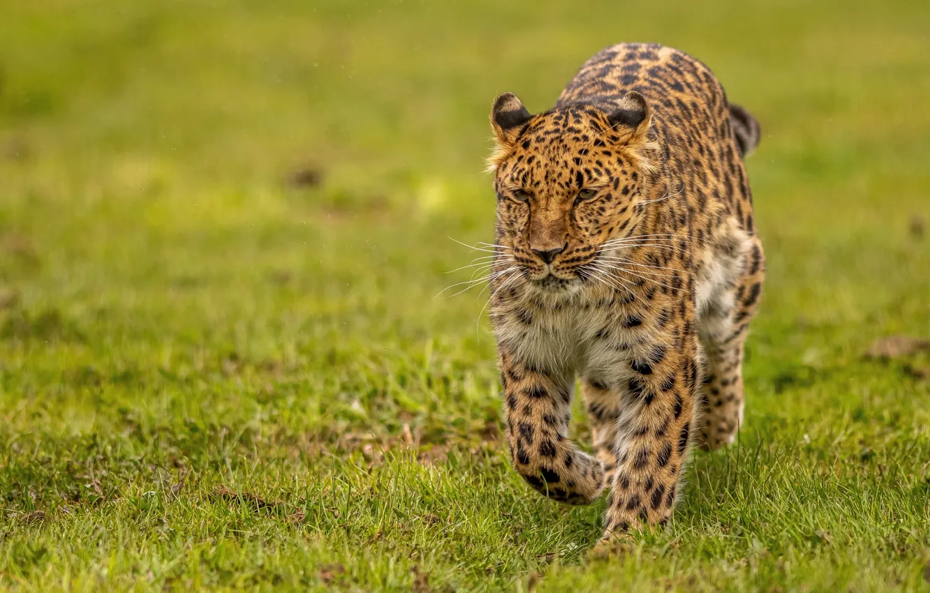 Photo wallpaper grass, leopard, wild cat