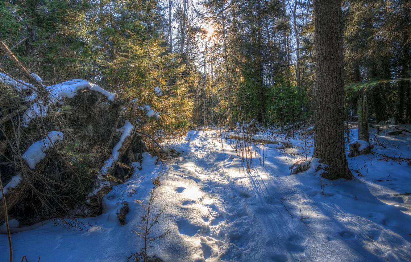 Photo wallpaper winter, forest, snow, trail