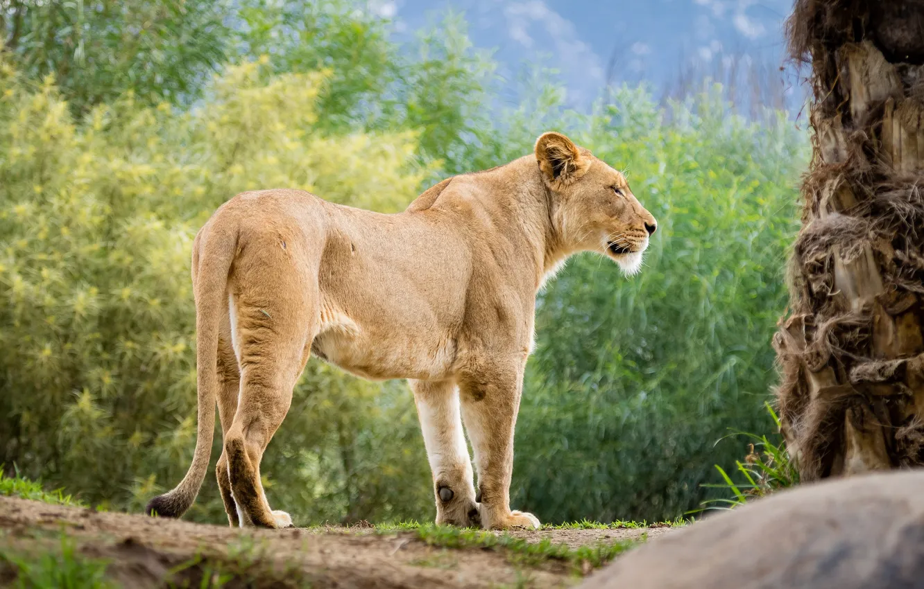 Photo wallpaper trees, nature, pose, stones, is, lioness, the bushes