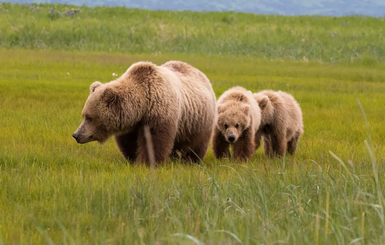 Photo wallpaper field, summer, grass, look, face, nature, pose, glade