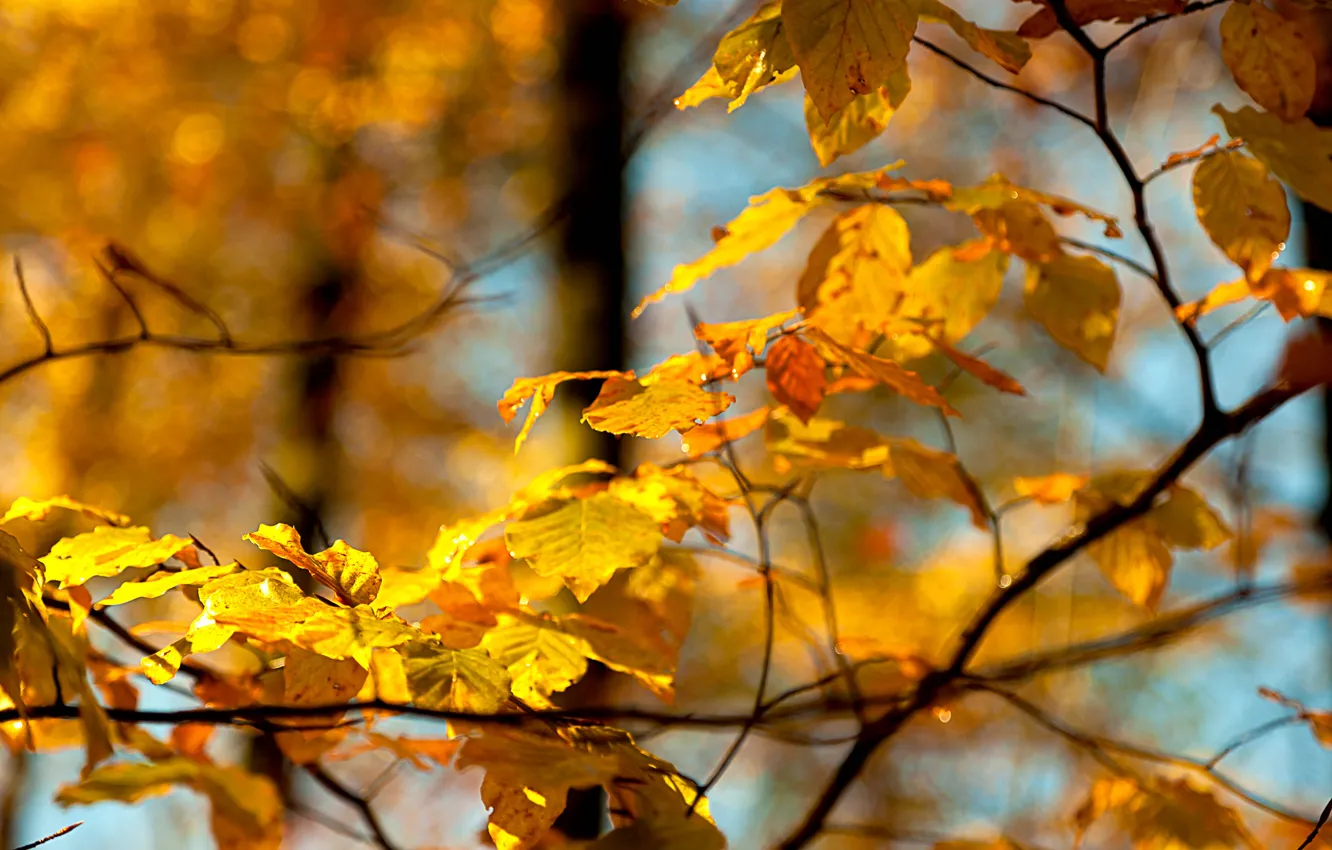 Photo wallpaper autumn, the sky, leaves, macro, branch