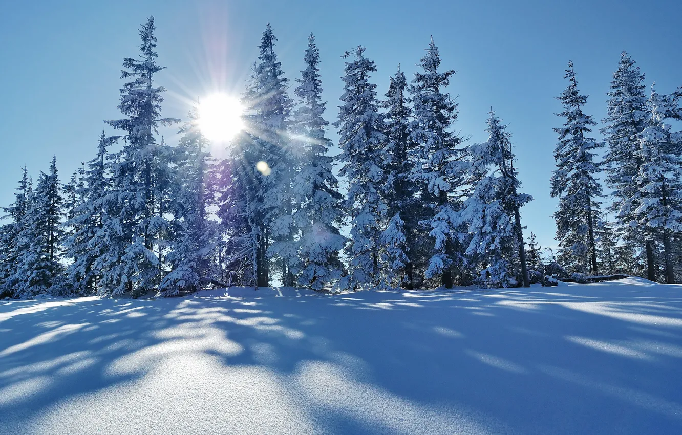 Photo wallpaper winter, frost, forest, the sky, the sun, rays, light, snow