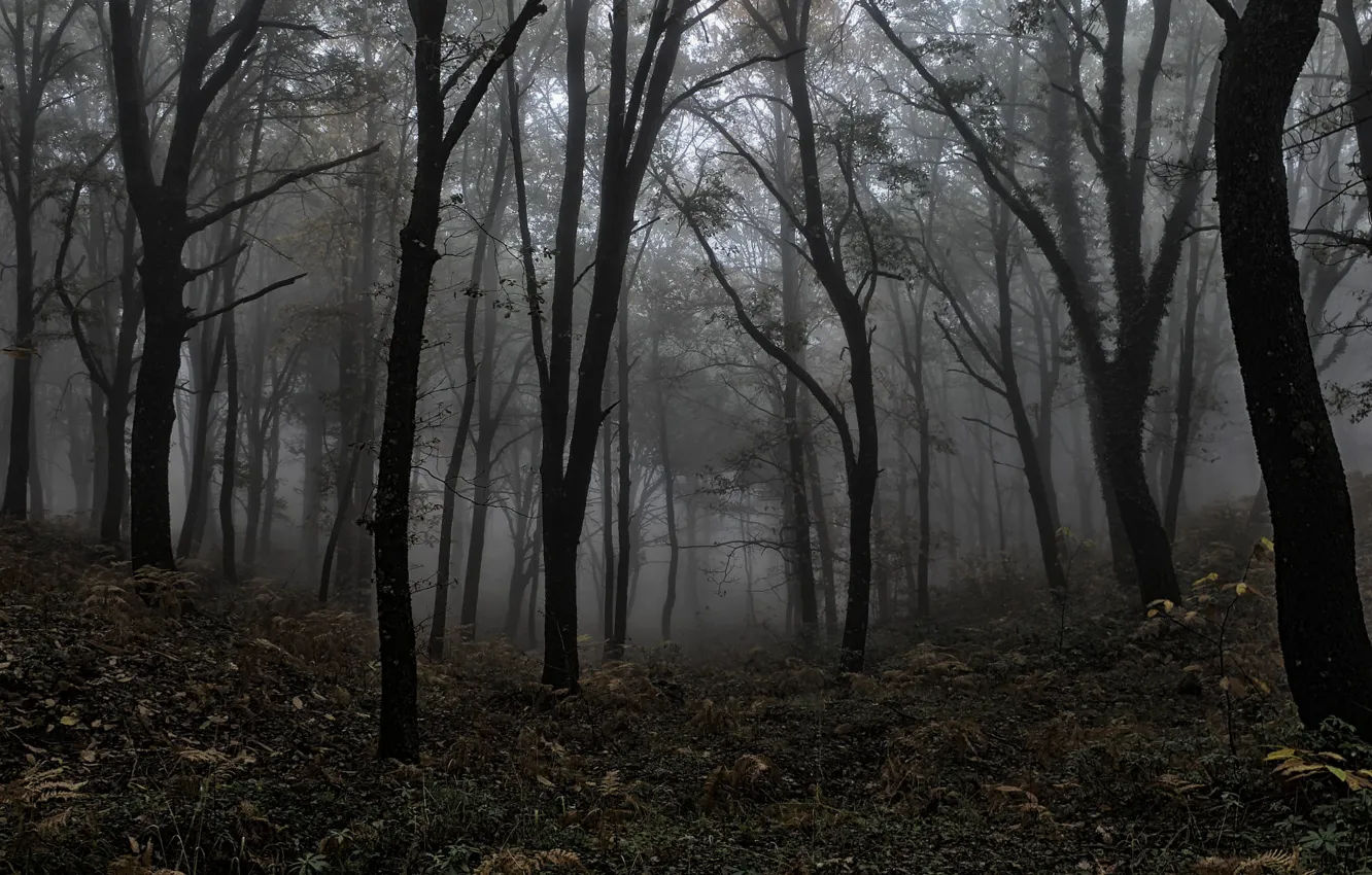 Photo wallpaper forest, trees, nature, fog