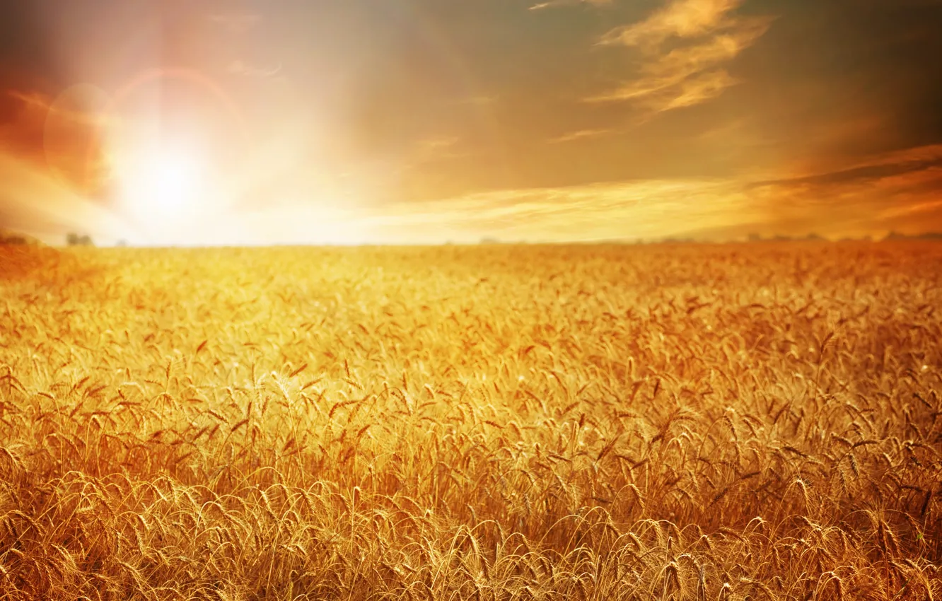 Photo wallpaper wheat, field, sunset, nature, field, nature, sunset, wheat