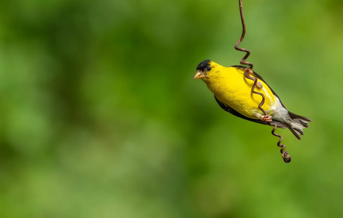 Photo wallpaper sprig, background, bird