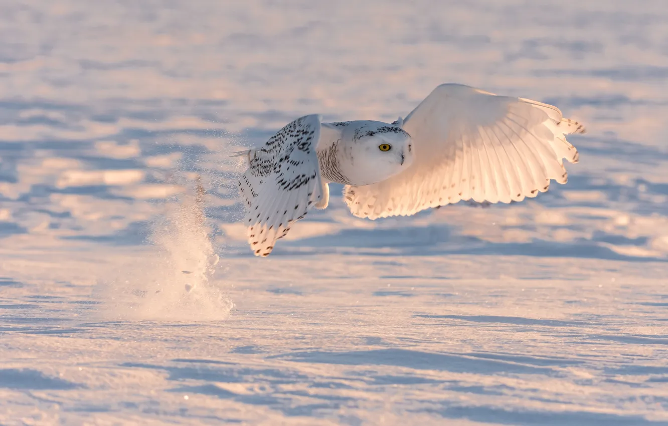 Photo wallpaper winter, snow, flight, bird, snowy owl